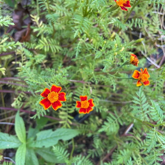 Marigold: Red Gem