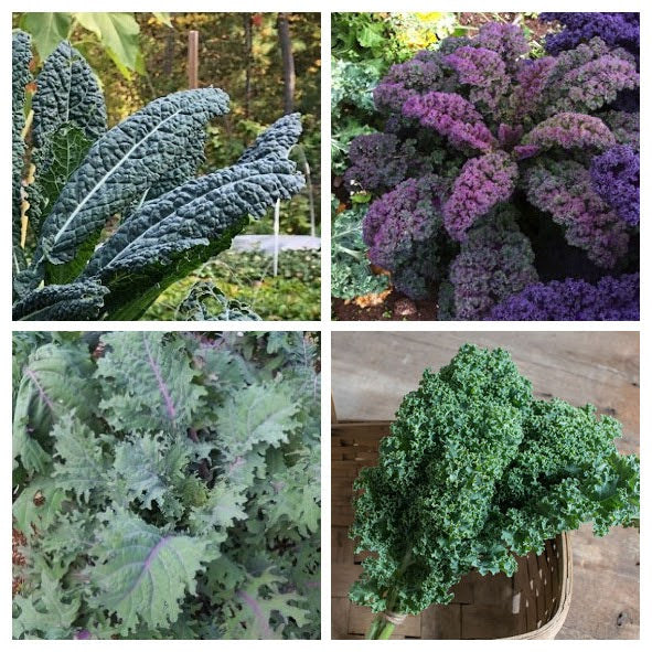 Kale Variety 4-pack