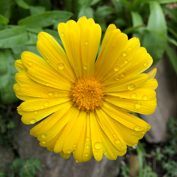 Calendula: Resina