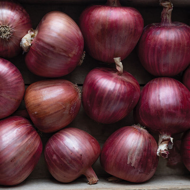 Onion: Rossa di Milano  - NEW!