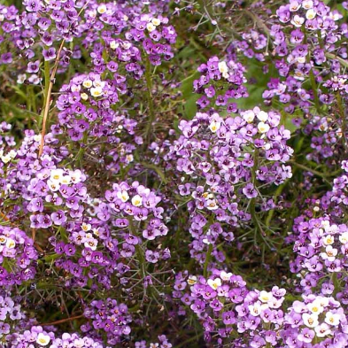 Alyssum: Royal Carpet