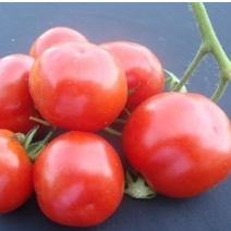 Tomato: Shorba Indian Sour  - NEW!