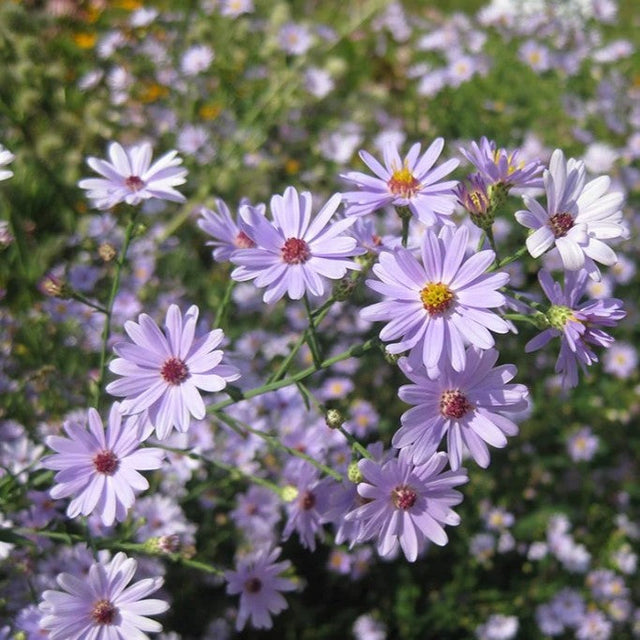 Aster: Smooth blue (Symphyotrichum laeve)