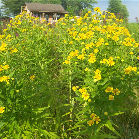 Sneezeweed (Helenium autumnale)  - NEW!