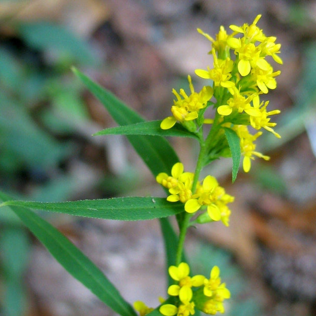 Goldenrod: Blue-stem (Solidago caesia)