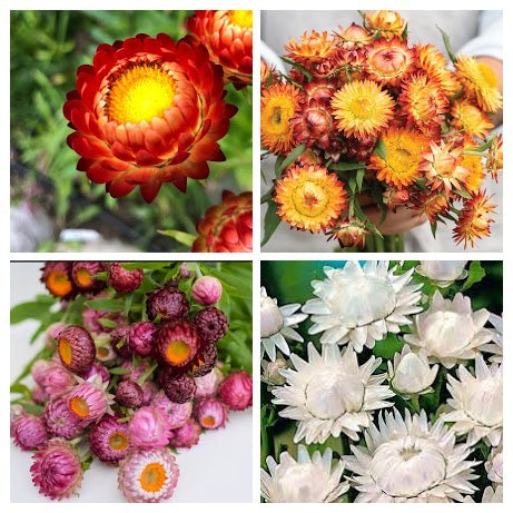 Strawflower Variety 4-pack