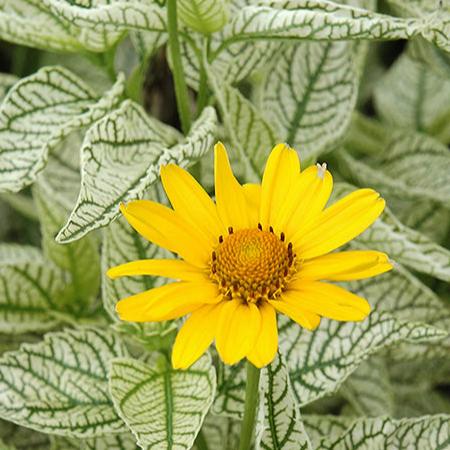 Sunburst Heliopsis (Heliopsis scabra)