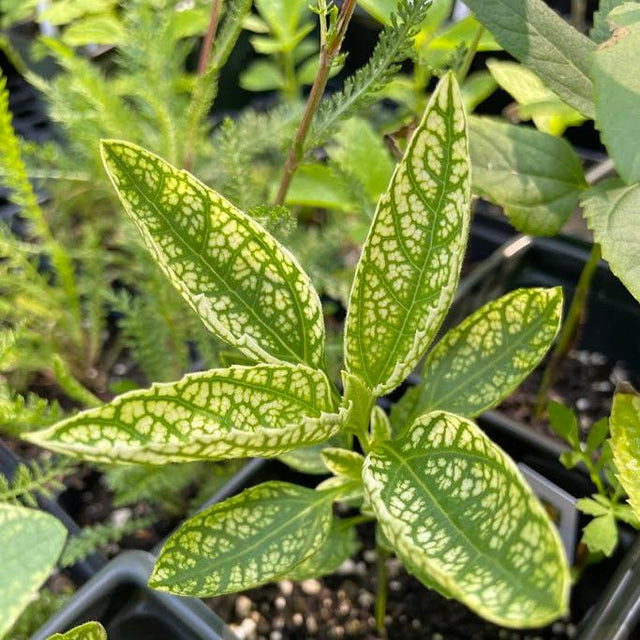 Sunburst Heliopsis (Heliopsis scabra)