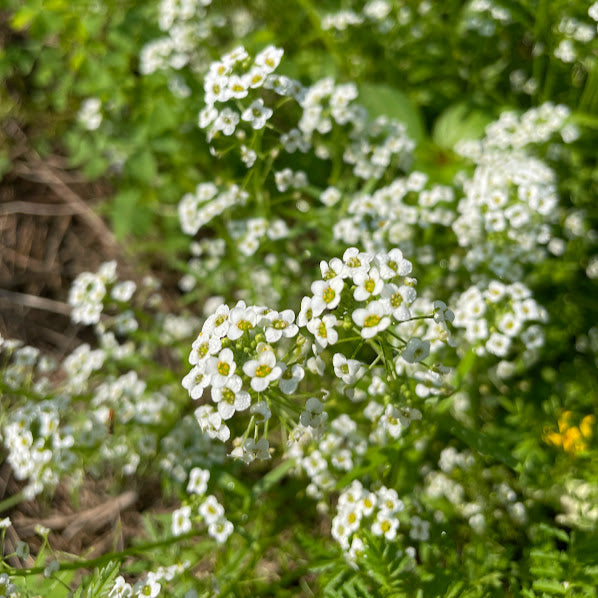 Alyssum: Sweet Alyssum