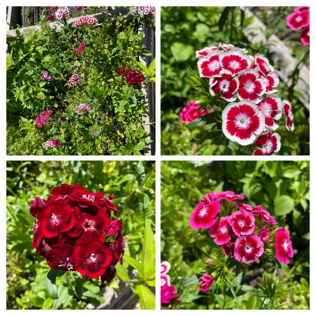 Dianthus: Volcano Mix