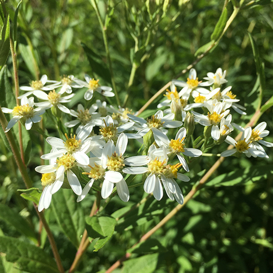 Aster: Tall white (Doellingeria umbellata)