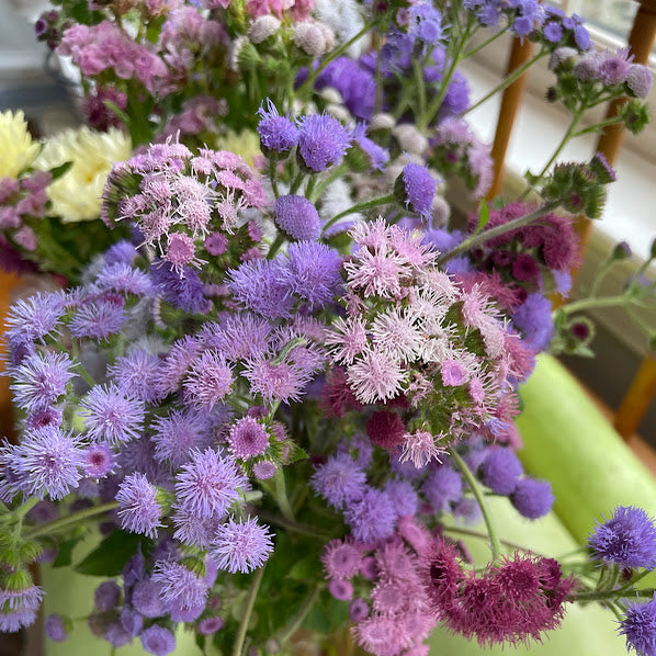 Ageratum: Timeless Mix