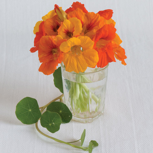 Nasturtium: Trailing Mix  - NEW!