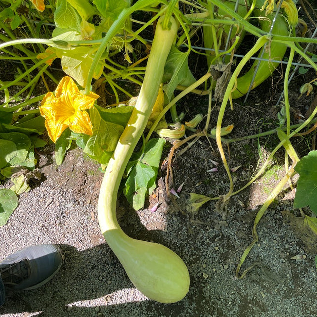 Tromboncino Zucchini Rampicante