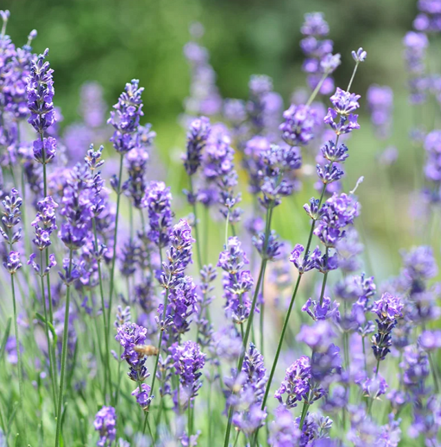 Lavender: Vera  - NEW!