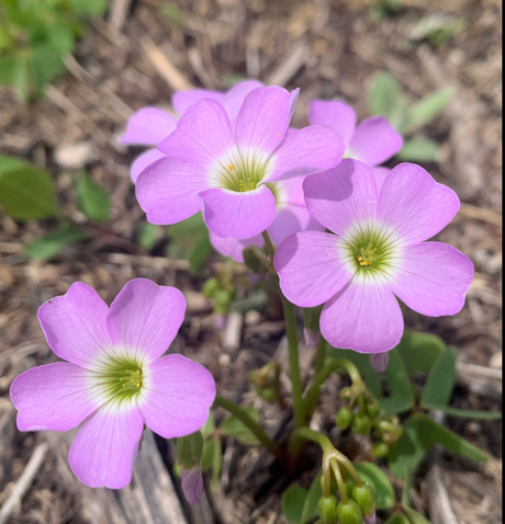 Sorrel: Violet Wood (Oxalis violacea)  - NEW!