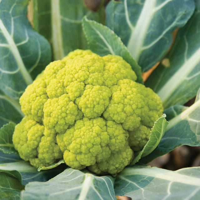 Cauliflower: Vitaverde Green  - NEW!