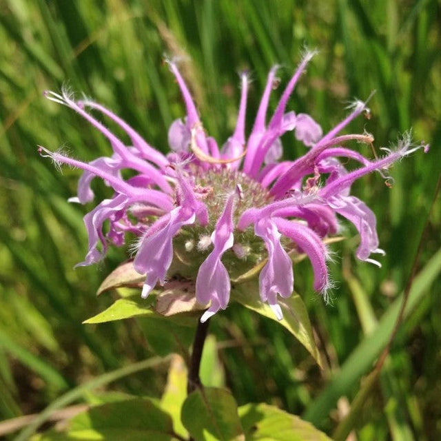 Bee balm: Wild bergamot (Monarda fistulosa)