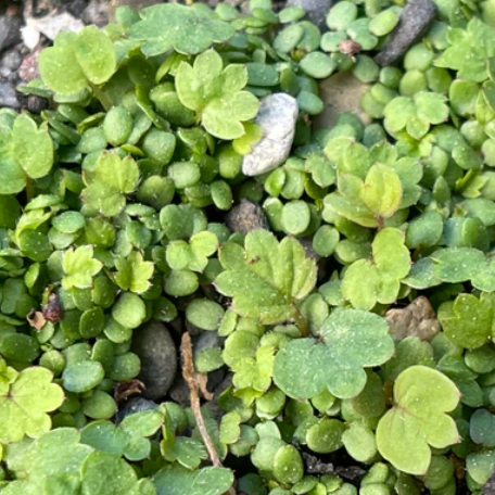 Strawberry: Wild (Fragaria virginiana)