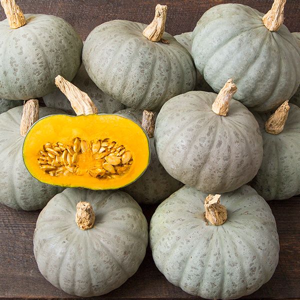 Kabocha: Wintersweet  - NEW!