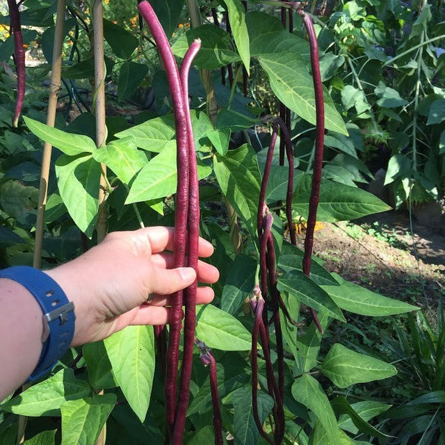 Bean: Red Noodle Yard Long