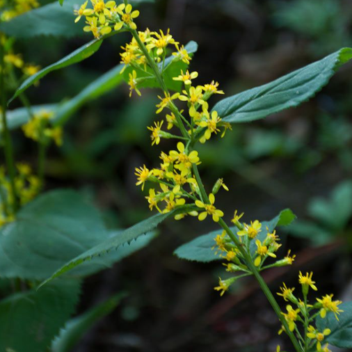 Goldenrod: Zig-zag (Solidago flexicaulis)