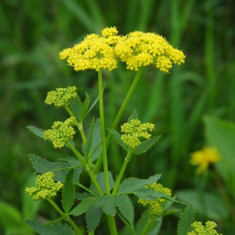 Alexander: Heart-leaved (Zizia aptera)