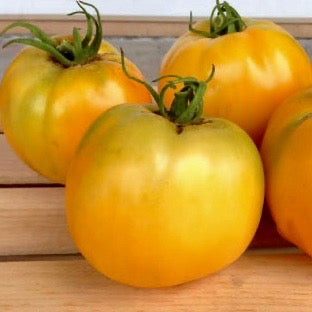 Tomato: Golden Jubilee