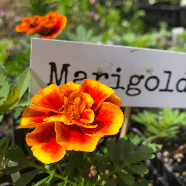 Marigold: Queen Sophia