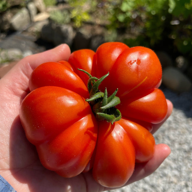 Tomato: Costoluto Genovese