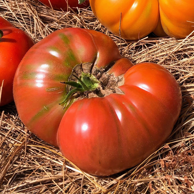 Tomato: Pink Brandywine