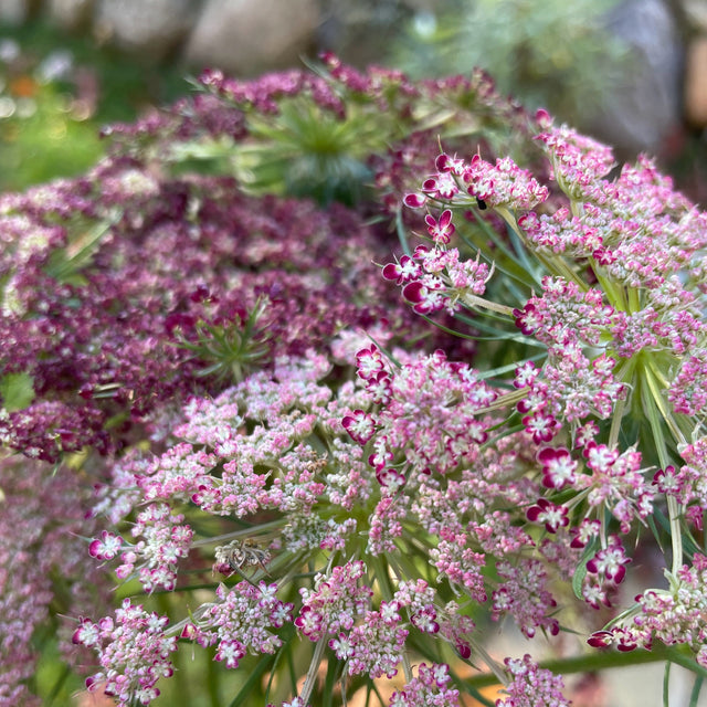 Queen Anne's Lace: Dara