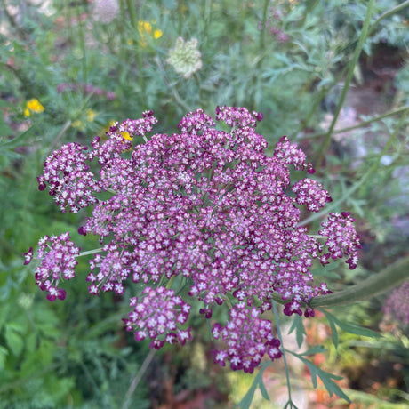 Queen Anne's Lace: Dara