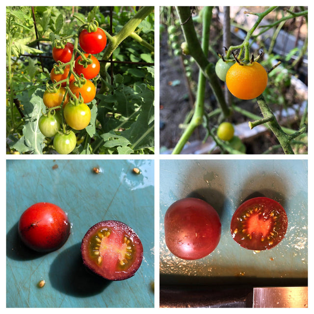 Cherry Tomato Variety 4-pack