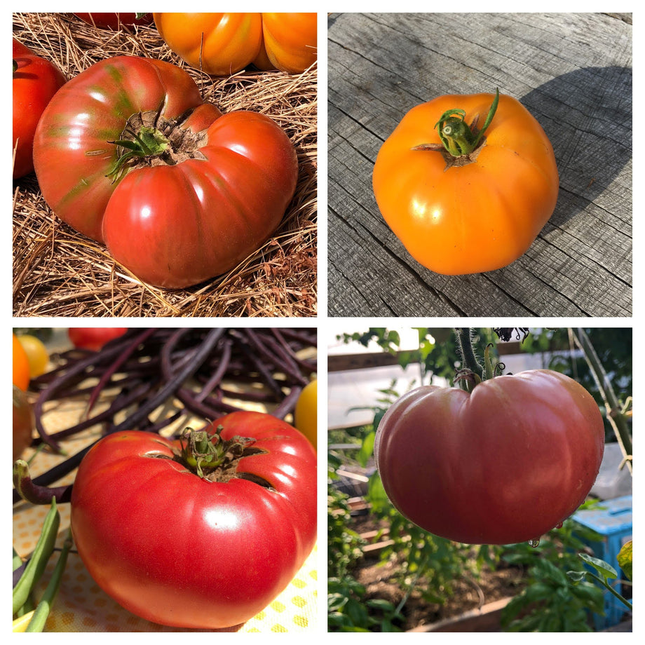 Tomatoes - Slicers - Better Place Farm