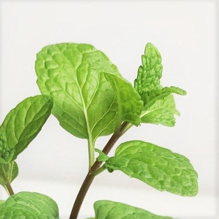 Mint: Mojito