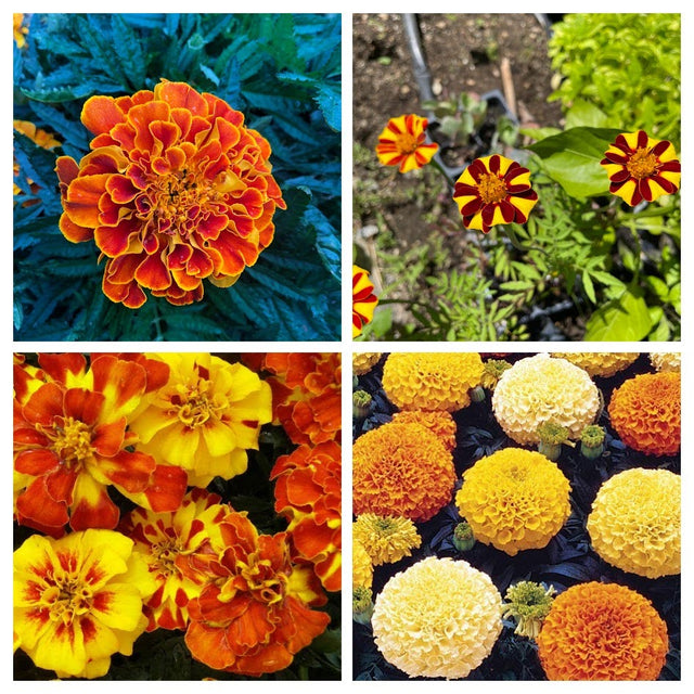 Marigold Variety 4-pack