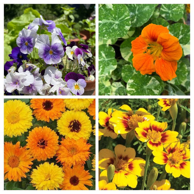 Edible Flower Variety 4-pack