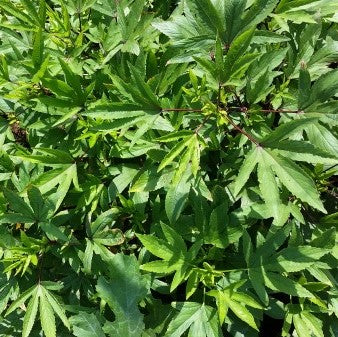 Gongura: Red Stemmed