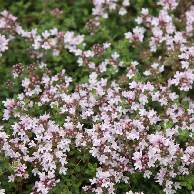 Thyme: Pink Chintz