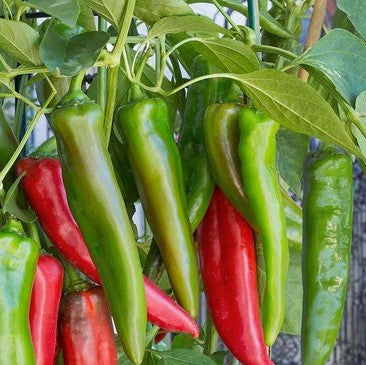 Hot Pepper: Anaheim Chili