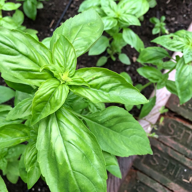 Kitchen Annual Herb 4- pack