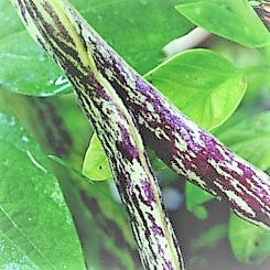 Bush Bean Variety 4-pack