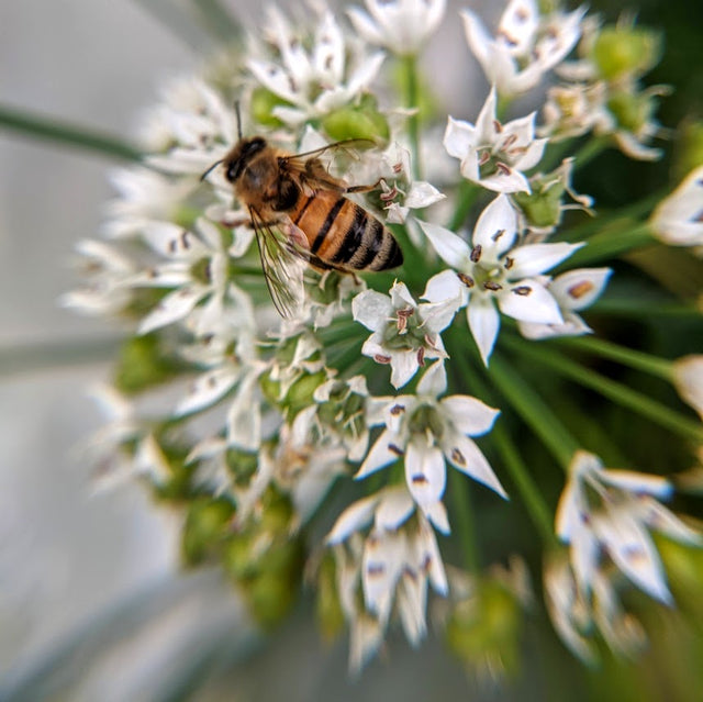 Chives: Garlic