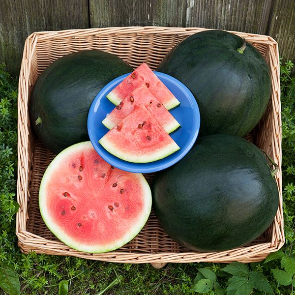 Watermelon: Blacktail