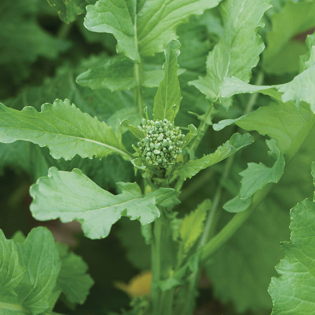 Broccoli Raab: Spring Rapini