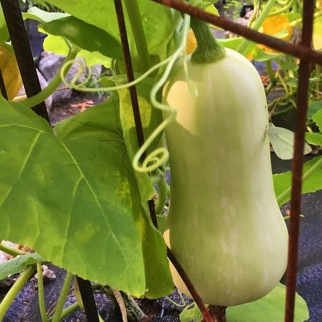 Squash: Waltham Butternut