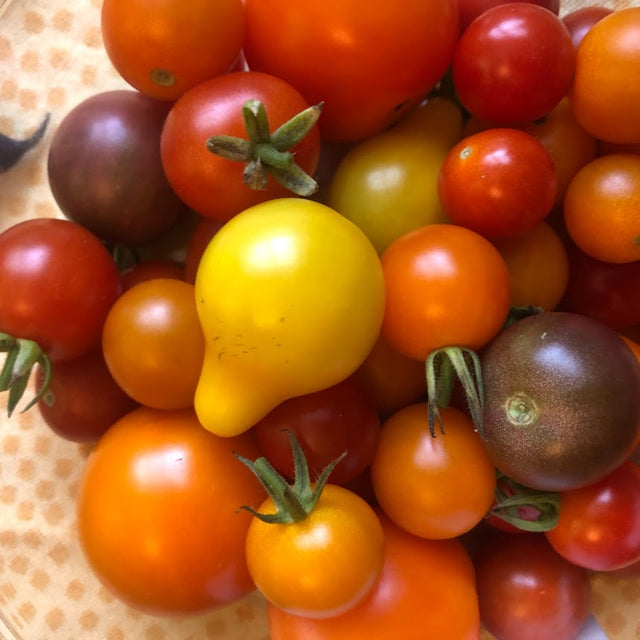 Cherry Tomato Variety 4-pack