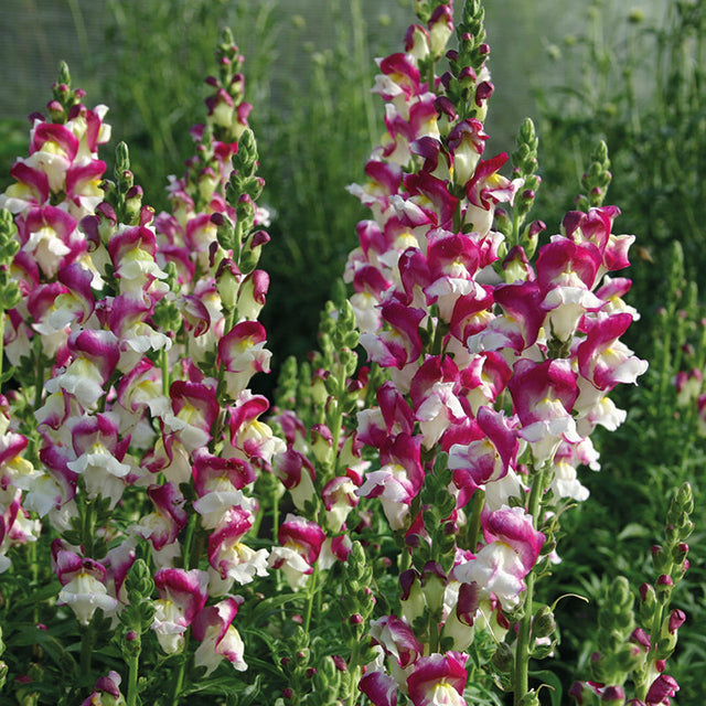 Snapdragon: Cherry Twist