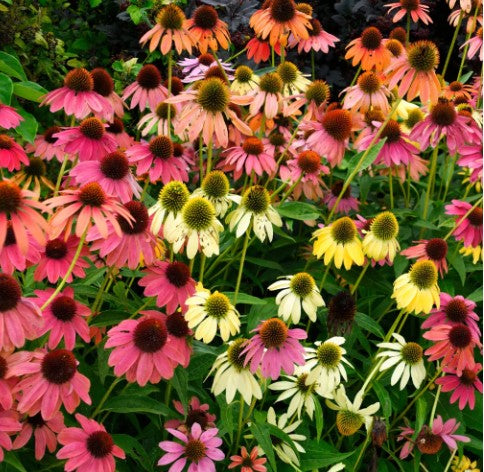 Cone Flower: Cheyanne Spirit